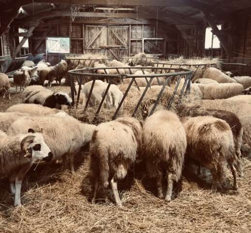 Quartier Rouge - Au loup ! Chronique d'un retour